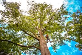 Why Choose Our Tree Removal Services in West Jordan, UT?